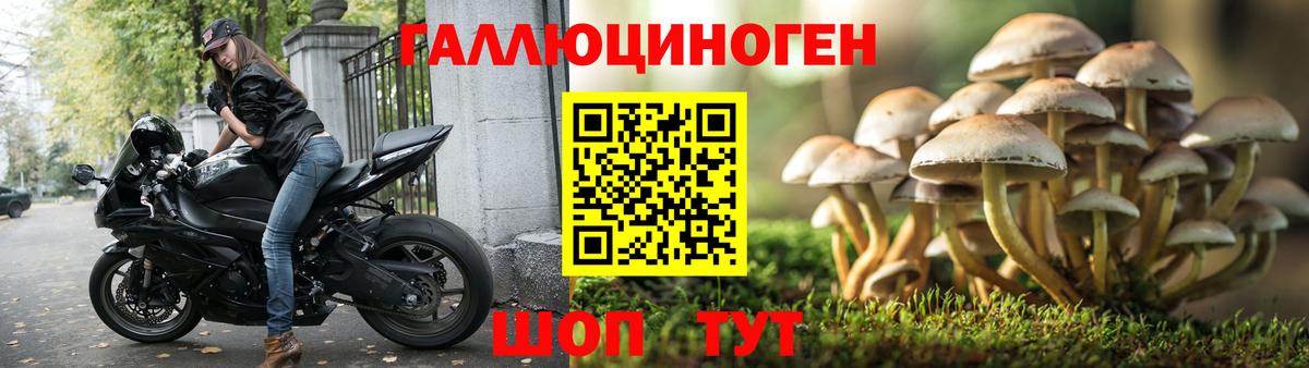 Галлюциногенные грибы Psilocybe Юрга